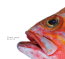 CLARA LUZIA - We Are Fish